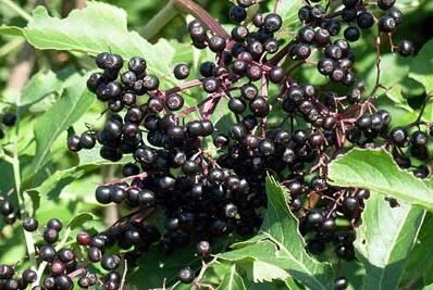elderberry extract elderberry extract