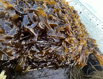Kelp vs algues: diferències clau, beneficis, usos i quina és millor?