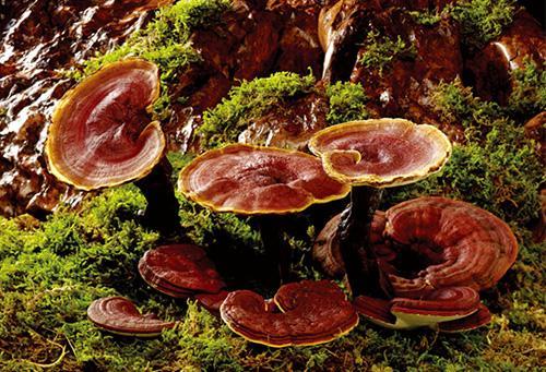 Misteriós polisacàrid de Ganoderma lucidum
