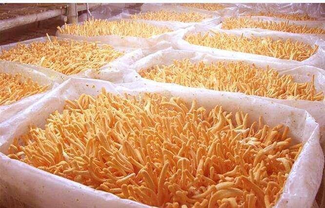 Extracte de Cordyceps Artificial VS Wild Cordyceps