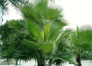 Què fa palmetto per a una dona?