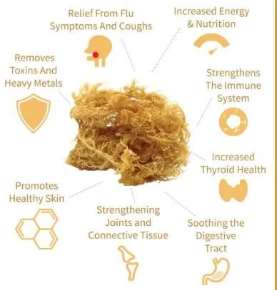 Beneficis de Chondrus Crispus