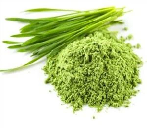 Wheatgrass en pols a granel