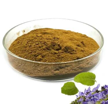 Coleus Forskohlii Powder